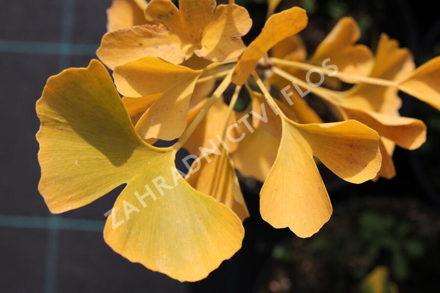 Jinan dvoulaločný 'Andre Briant' - Ginkgo biloba 'Andre Briant'