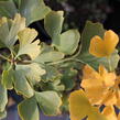 Jinan dvoulaločný 'Andre Briant' - Ginkgo biloba 'Andre Briant'