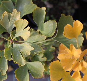 Jinan dvoulaločný 'Andre Briant' - Ginkgo biloba 'Andre Briant'