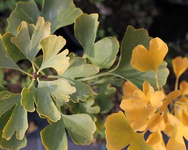 Jinan dvoulaločný 'Andre Briant'