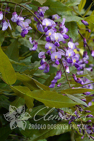 Japonská vistárie - Millettia japonica