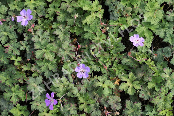 Kakost 'Buxton's Variety' - Geranium wallichianum 'Buxton's Variety'