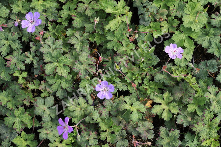 Kakost 'Buxton's Variety' - Geranium wallichianum 'Buxton's Variety'