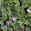 Kakost 'Buxton's Variety' - Geranium wallichianum 'Buxton's Variety'