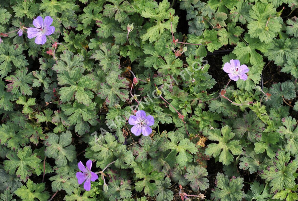 Kakost 'Buxton's Variety' - Geranium wallichianum 'Buxton's Variety'