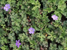 Kakost 'Buxton's Variety' - Geranium wallichianum 'Buxton's Variety'