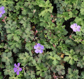 Kakost 'Buxton's Variety' - Geranium wallichianum 'Buxton's Variety'