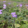 Kakost 'Buxton's Variety' - Geranium wallichianum 'Buxton's Variety'