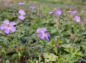 Kakost 'Buxton's Variety' - Geranium wallichianum 'Buxton's Variety'