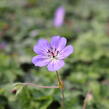 Kakost 'Buxton's Variety' - Geranium wallichianum 'Buxton's Variety'