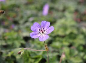Kakost 'Buxton's Variety' - Geranium wallichianum 'Buxton's Variety'