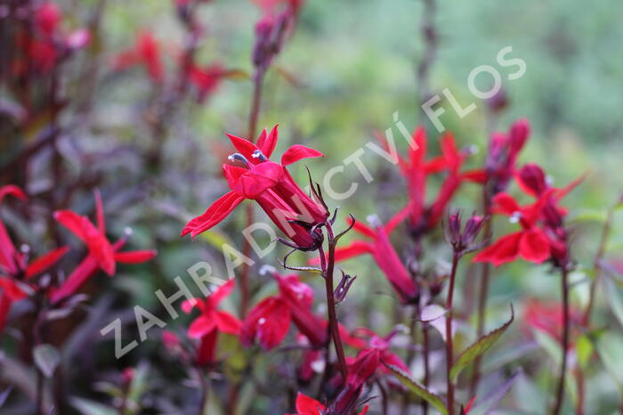 Lobelka 'Fanship Scarlet' - Lobelia speciosa 'Fanship Scarlet'