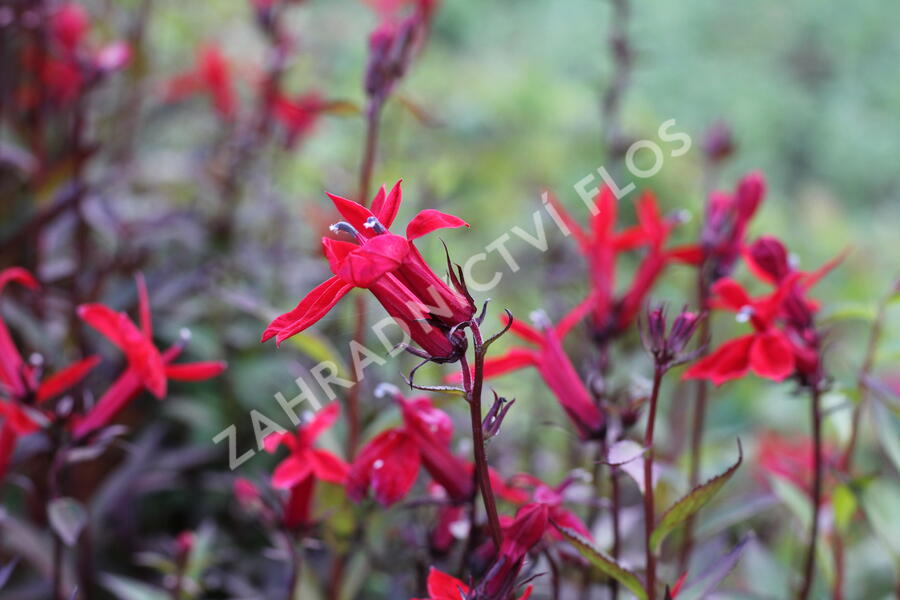 Lobelka 'Fanship Scarlet' - Lobelia speciosa 'Fanship Scarlet'