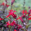 Lobelka 'Fanship Scarlet' - Lobelia speciosa 'Fanship Scarlet'