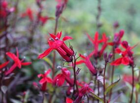 Lobelka 'Fanship Scarlet' - Lobelia speciosa 'Fanship Scarlet'