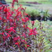 Lobelka 'Fanship Scarlet' - Lobelia speciosa 'Fanship Scarlet'