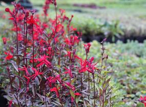 Lobelka 'Fanship Scarlet' - Lobelia speciosa 'Fanship Scarlet'
