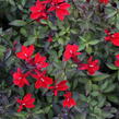 Lobelka 'Fanship Scarlet' - Lobelia speciosa 'Fanship Scarlet'