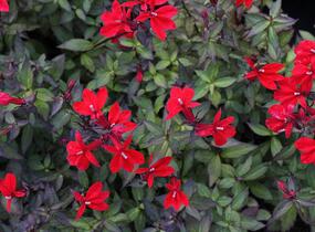 Lobelka 'Fanship Scarlet' - Lobelia speciosa 'Fanship Scarlet'