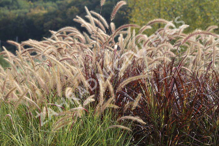 Dochan setý 'Sky Rocket' - Pennisetum setaceum 'Sky Rocket'