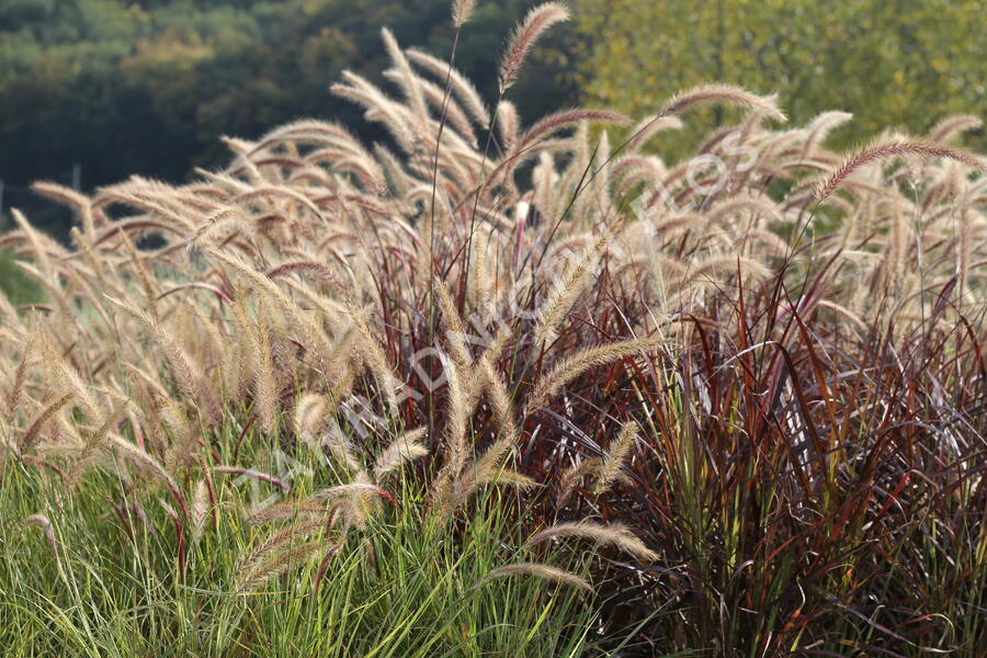 Dochan setý 'Sky Rocket' - Pennisetum setaceum 'Sky Rocket'
