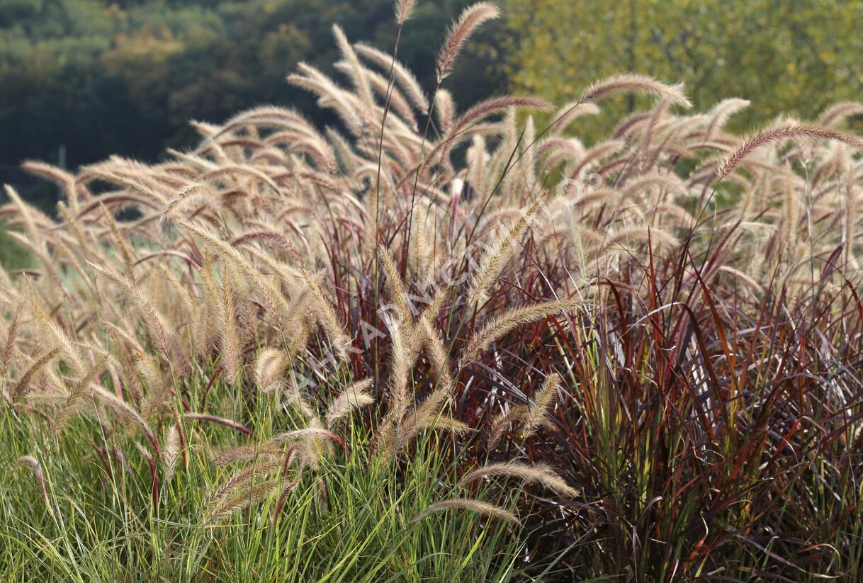 Dochan setý 'Sky Rocket' - Pennisetum setaceum 'Sky Rocket'