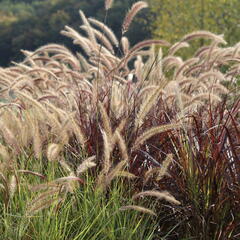 Dochan setý 'Sky Rocket' - Pennisetum setaceum 'Sky Rocket'