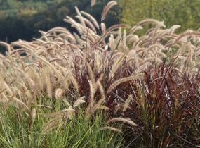 Dochan setý 'Sky Rocket' - Pennisetum setaceum 'Sky Rocket'