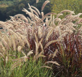 Dochan setý 'Sky Rocket' - Pennisetum setaceum 'Sky Rocket'