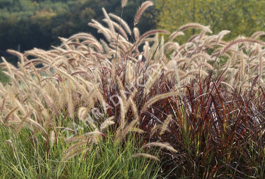 Dochan setý 'Sky Rocket' - Pennisetum setaceum 'Sky Rocket'