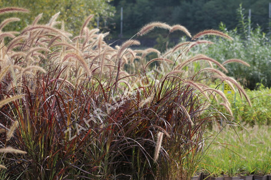 Dochan setý 'Rubrum' - Pennisetum setaceum 'Rubrum'