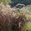 Dochan setý 'Rubrum' - Pennisetum setaceum 'Rubrum'