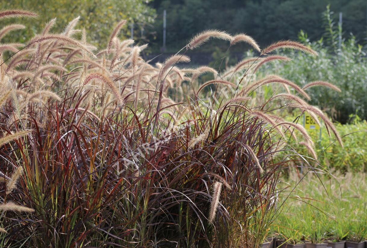 Dochan setý 'Rubrum' - Pennisetum setaceum 'Rubrum'