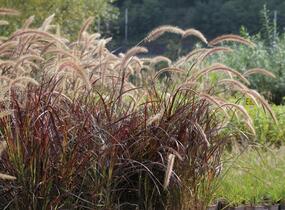 Dochan setý 'Rubrum' - Pennisetum setaceum 'Rubrum'