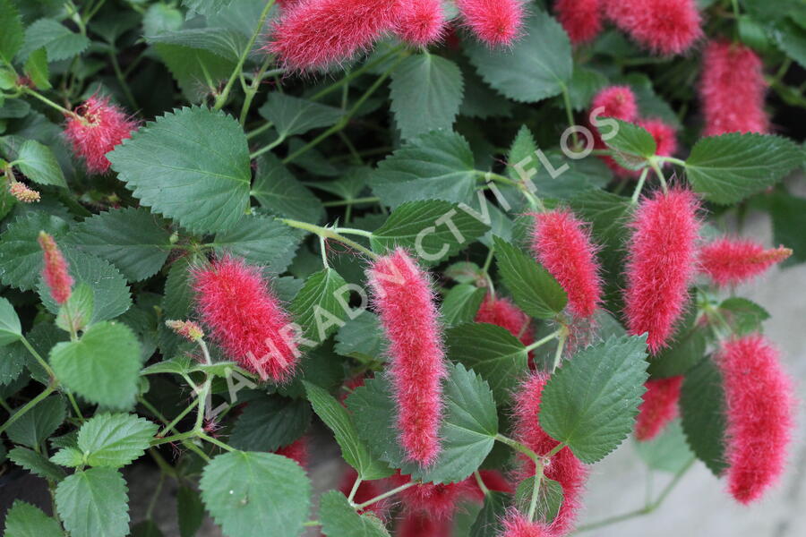 Kočičí ocásek, palnice 'Cat's Tails' - Acalypha hispaniolae 'Cat's Tails'