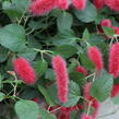 Kočičí ocásek, palnice 'Cat's Tails' - Acalypha hispaniolae 'Cat's Tails'