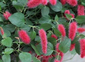 Kočičí ocásek, palnice 'Cat's Tails' - Acalypha hispaniolae 'Cat's Tails'