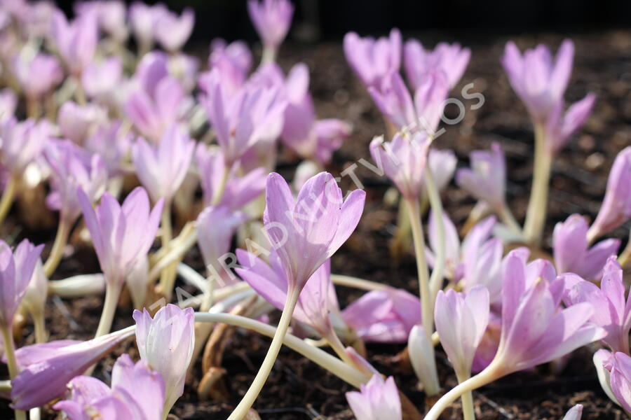Ocún 'Giant' - Colchicum 'Giant'
