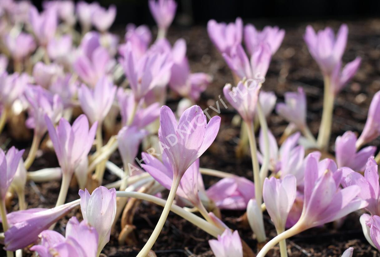 Ocún podzimní 'Giant' - Colchicum autumnale 'Giant'