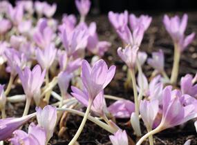Ocún podzimní 'Giant' - Colchicum autumnale 'Giant'