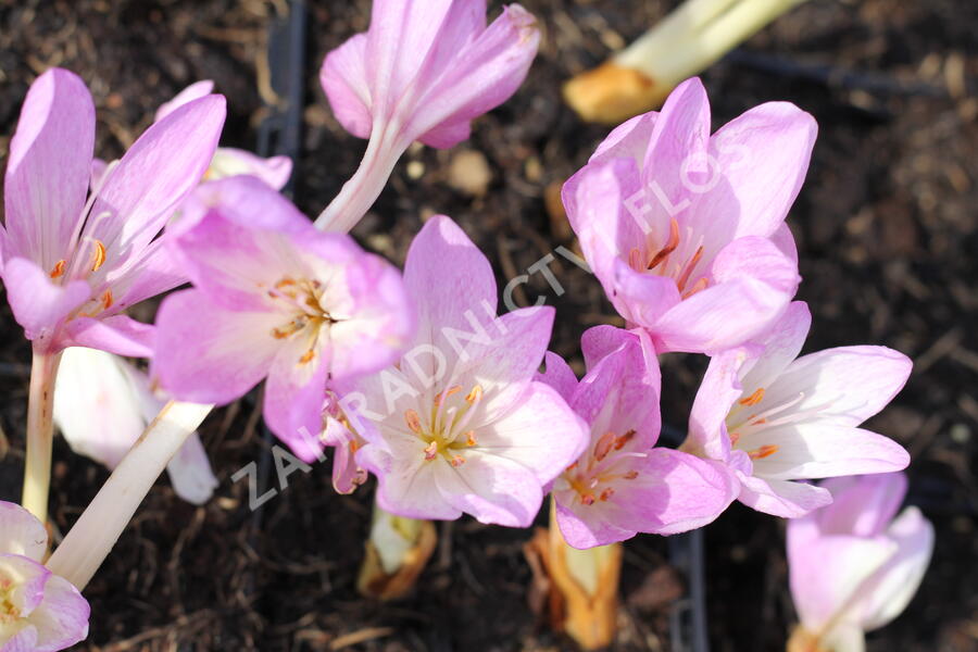 Ocún 'Giant' - Colchicum 'Giant'