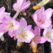 Ocún 'Giant' - Colchicum 'Giant'