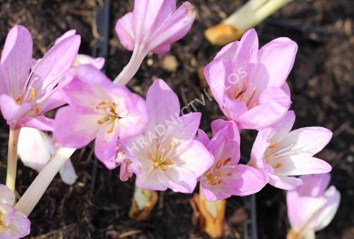 Ocún podzimní 'Giant' - Colchicum autumnale 'Giant'