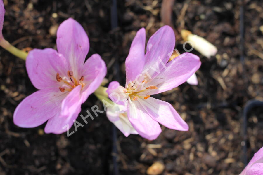 Ocún 'Giant' - Colchicum 'Giant'