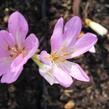 Ocún 'Giant' - Colchicum 'Giant'