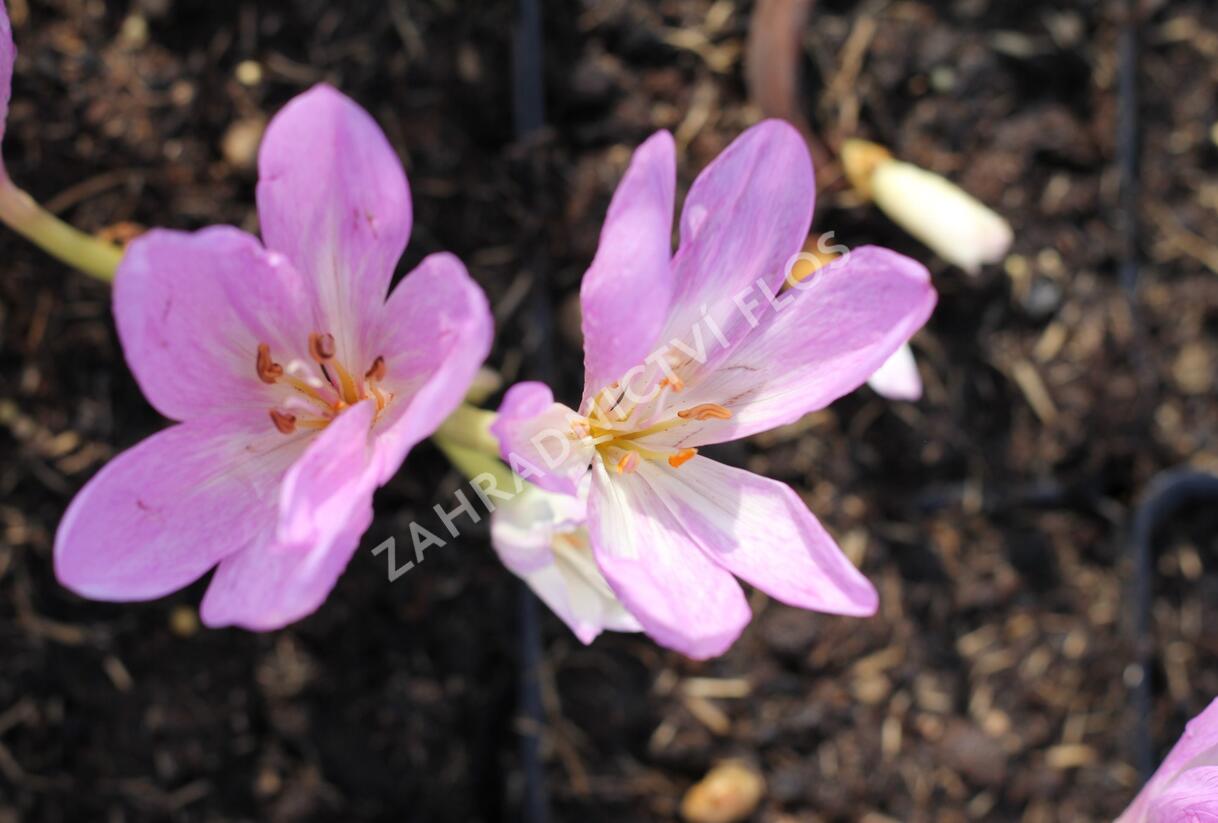 Ocún podzimní 'Giant' - Colchicum autumnale 'Giant'
