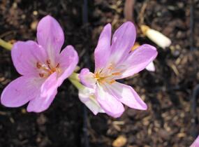 Ocún podzimní 'Giant' - Colchicum autumnale 'Giant'