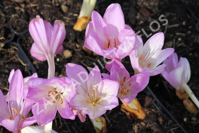 Ocún 'Giant' - Colchicum 'Giant'