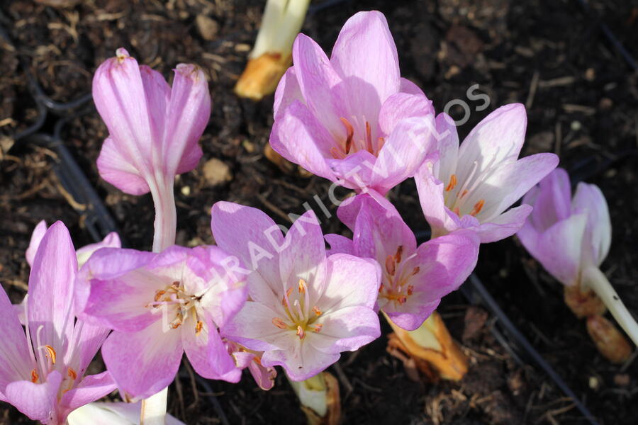 Ocún 'Giant' - Colchicum 'Giant'