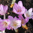 Ocún 'Giant' - Colchicum 'Giant'